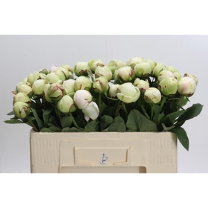 Paeonia (Lactiflora Grp) 'White Pool'