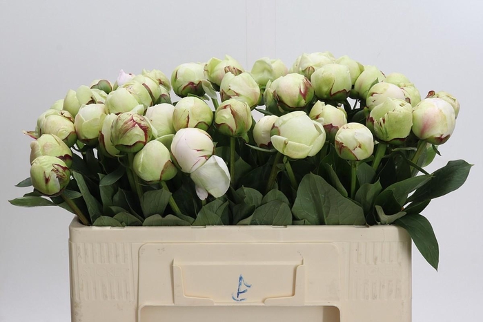<h4>Paeonia (Lactiflora Grp) 'White Pool'</h4>