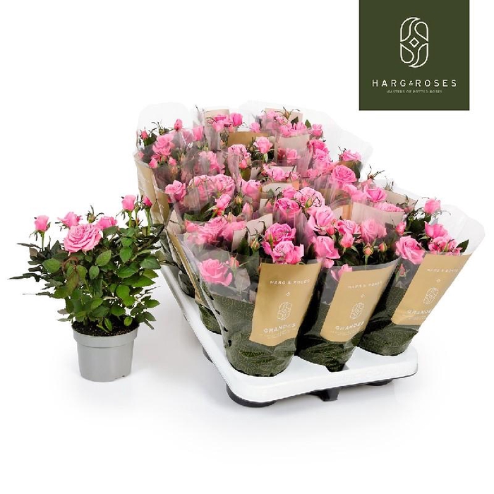 <h4>Rosa Kordana rose Grande Esmeralda - 4795</h4>