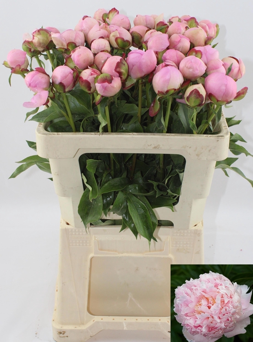 <h4>PAEO L ANGEL CHEEKS</h4>