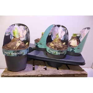 arr8 Hipp Ga Whi Amadeus