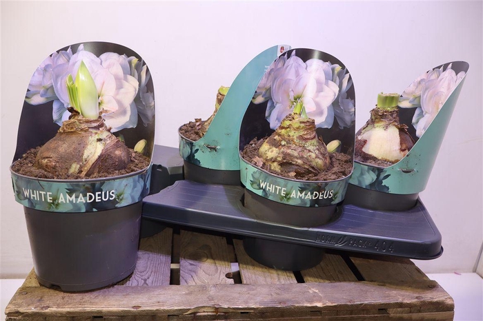 <h4>arr8 Hipp Ga Whi Amadeus</h4>