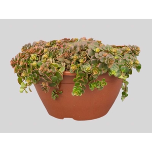 SEDUM VARIADO C21