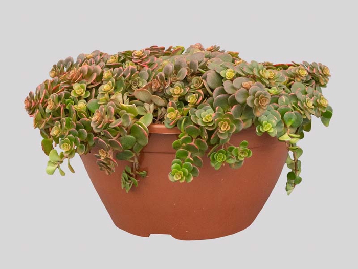 <h4>SEDUM VARIADO C21</h4>