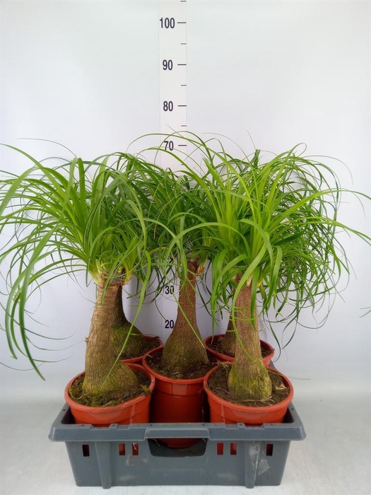<h4>Beaucarnea recurvata</h4>