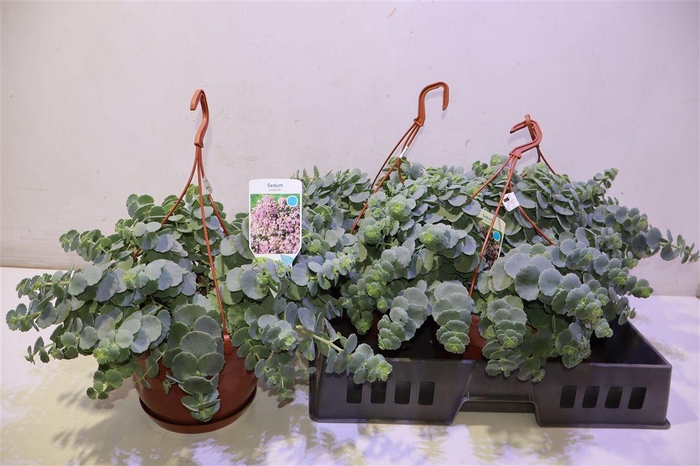 <h4>Sedum Sieboldii</h4>