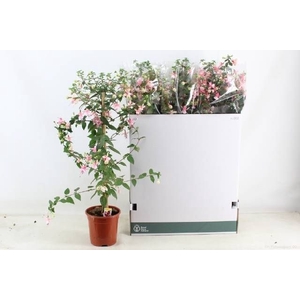 FUCHSIA OV