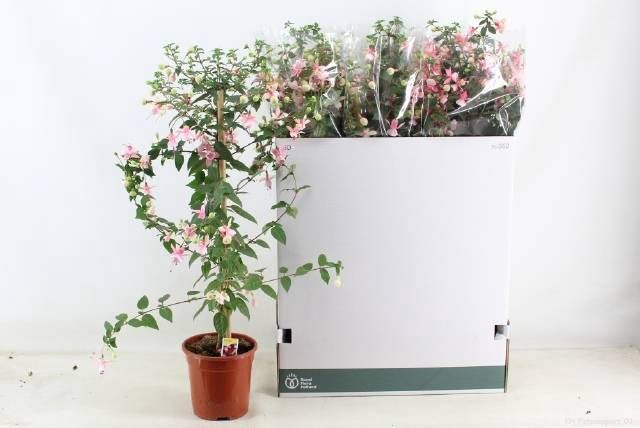 <h4>FUCHSIA OV</h4>