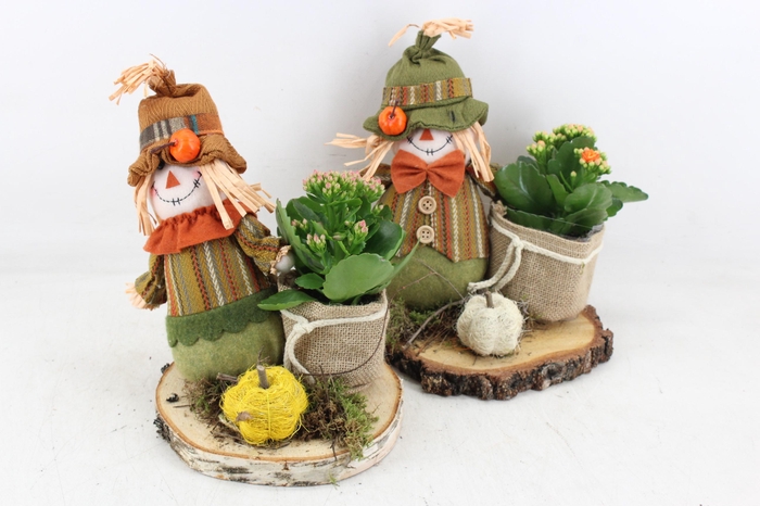 <h4>arr2 MB - Hout schijf scarecrow 285/5</h4>