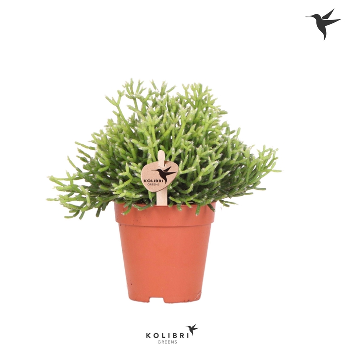 <h4>Kolibri Greens Rhipsalis Cereuscula Gold</h4>
