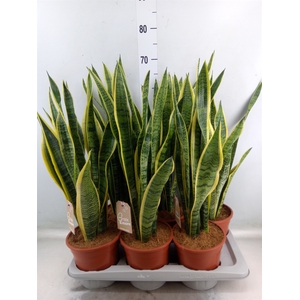 Sansevieria trifa. 'Laurentii'