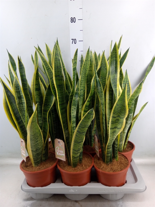 <h4>Sansevieria trifa. 'Laurentii'</h4>