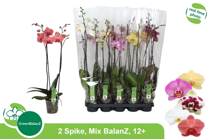<h4>PHAL GEM 5 KL</h4>