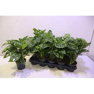 arr8 Monstera Adansonii