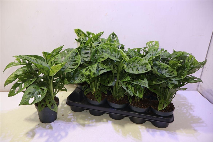 <h4>arr8 Monstera Adansonii</h4>