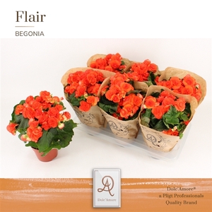 Begonia Reina P14 Dolc'Amore® Kraft