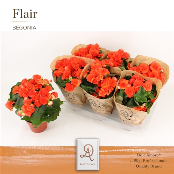 <h4>Begonia Reina P14 Dolc'Amore® Kraft</h4>