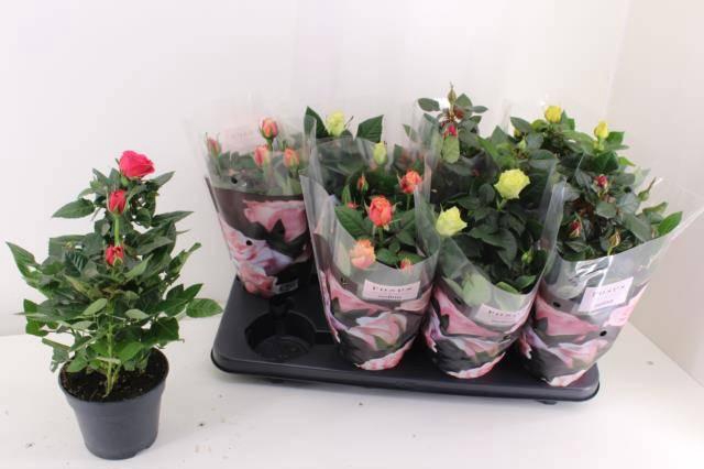 <h4>RO PATHIT GEM 5 SRT</h4>