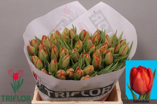 <h4>TU DU EDENDALE</h4>