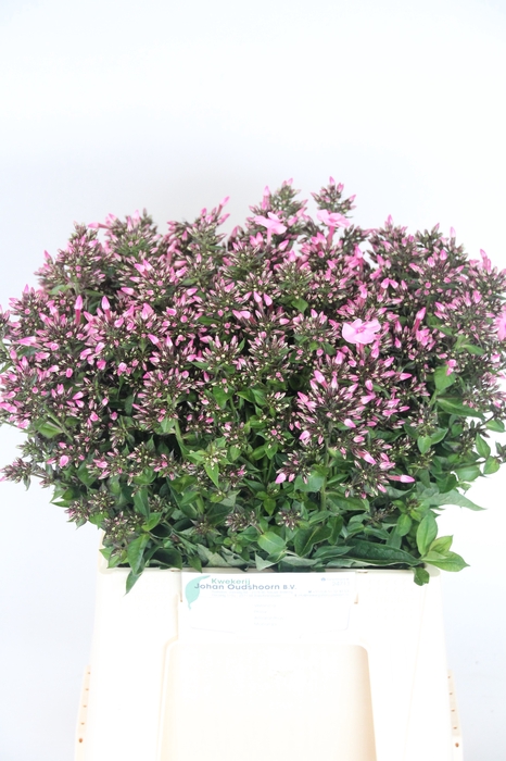 <h4>PHLOX P SWEET DANCE</h4>