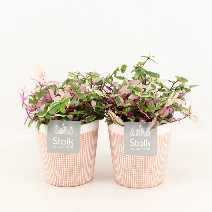 <h4>Tradescantia Quadricolor In terracotta</h4>