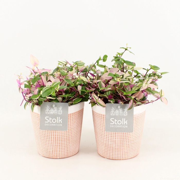 <h4>Tradescantia Quadricolor In terracotta</h4>