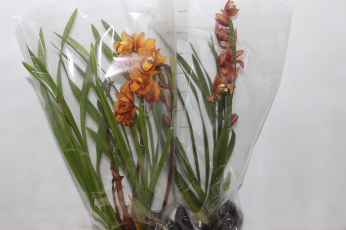 <h4>CYMBIDIUM P18 MIN 1 HT</h4>