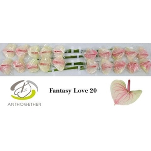 Anthurium andr. 'Fantasy Love'