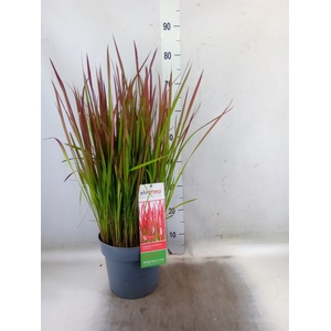 Imperata cylindrica 'Red Baron'