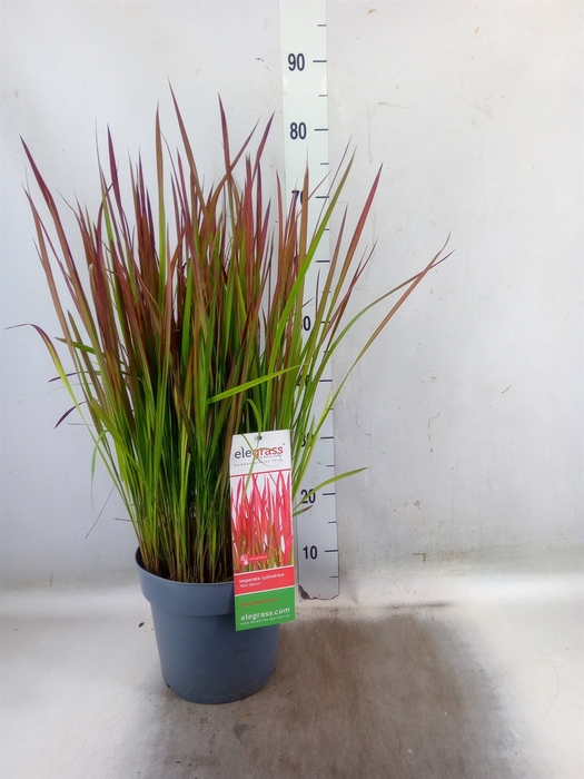 <h4>Imperata cylindrica 'Red Baron'</h4>