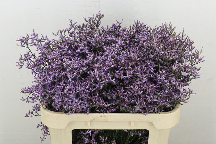 <h4>Lim Saf Lilac</h4>