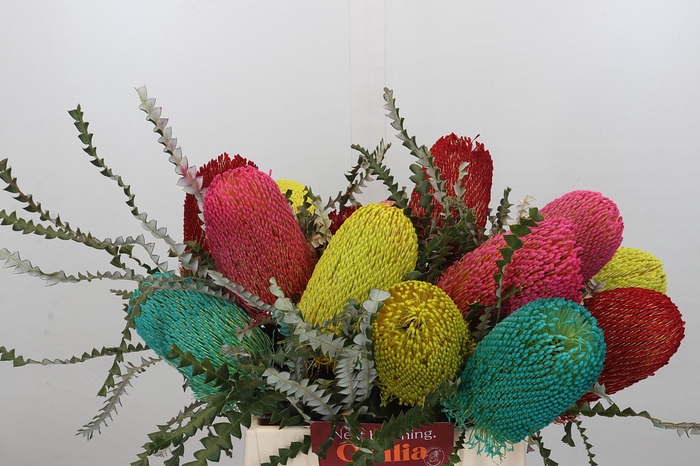 <h4>Banksia Spec. Mixed Colours</h4>