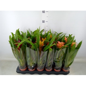 Guzmania   ...mix