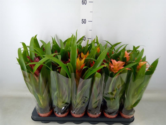 <h4>Guzmania   ...mix</h4>