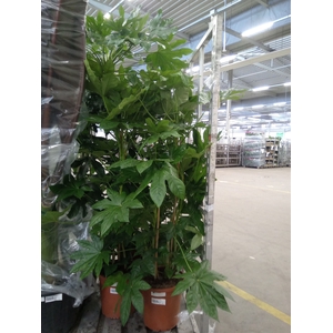 Fatsia japonica   ...