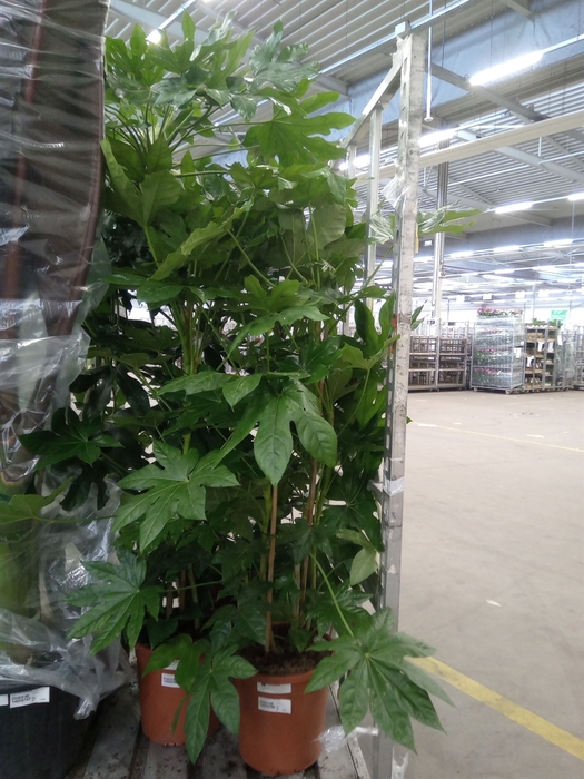 <h4>Fatsia japonica   ...</h4>