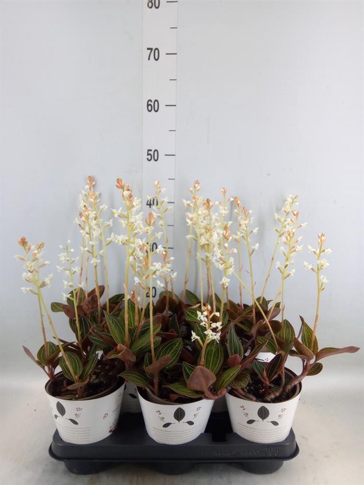 <h4>Ludisia discolor</h4>