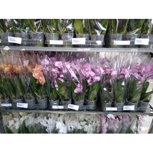 Phalaenopsis  'Elegant Cascade'