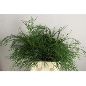 Conifeer Dropping Solo Per Bunch