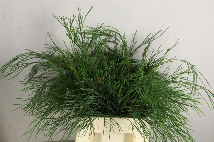 <h4>Conifeer Dropping Solo Per Bunch</h4>