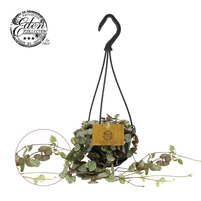 <h4>Ceropegia Woodii Variegata 10,5cm HP</h4>