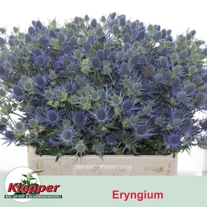 ERYN MAG BLUE LAGOON