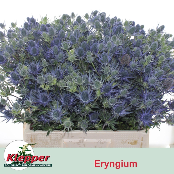 <h4>ERYN MAG BLUE LAGOON</h4>