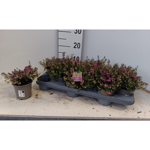 ERIC CAR WINTERFREUD