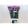 Dianthus St Florigene Moonaqua