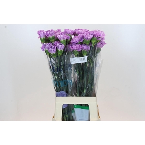 Dianthus St Florigene Moonaqua