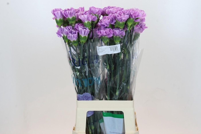 <h4>Dianthus St Florigene Moonaqua</h4>