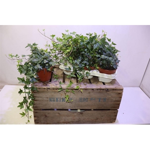 arr8 Hed He Shamrock