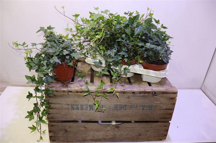 <h4>arr8 Hed He Shamrock</h4>