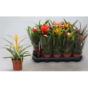 BROMELIA GEM